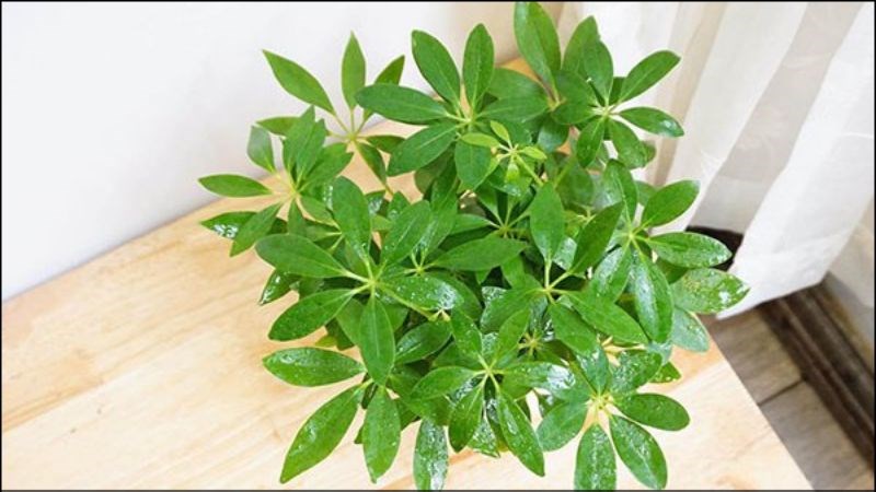 Ngũ gia bì chân chim được nhiều người ưa chuộng để trưng bày trong nhà