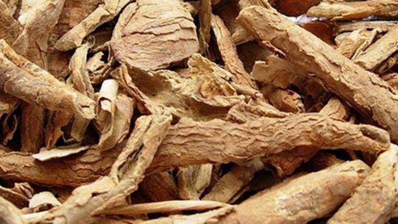 Ngũ gia bì đem sắc với đương quy, bạch truật giúp chữa trị tỳ vị hư nhược