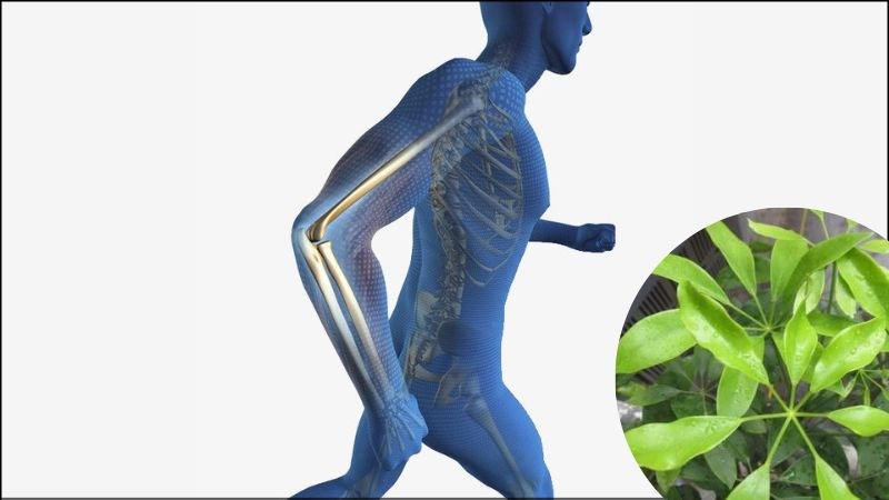 Ngũ gia bì ngâm rượu rất tốt cho gân xương