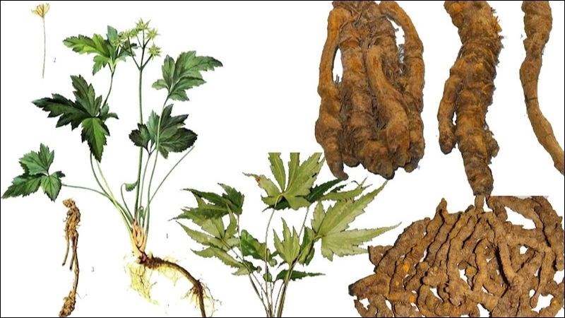 Một số đặc điểm nhận dạng cây Hoàng liên