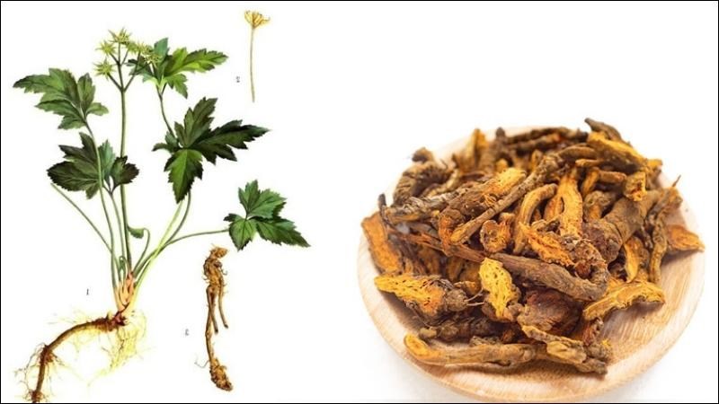 Hoàng liên, một vị thuốc có rất nhiều công dụng trong Đông y