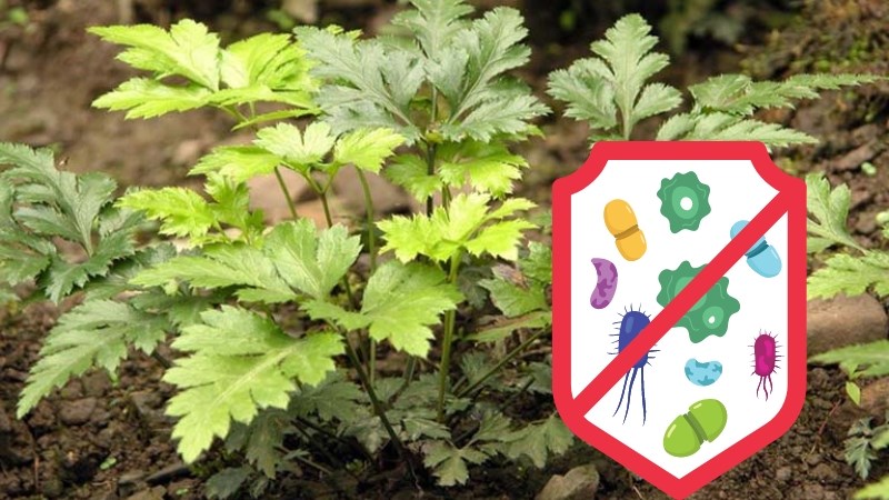 Berberin có trong hoàng liên có tác dụng ức chế sử phát triển của vi khuẩn