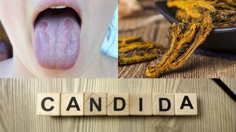 Hoàng liên có thể ức chế sử phát triển của một số loại nấm trong đó có nấm Candida