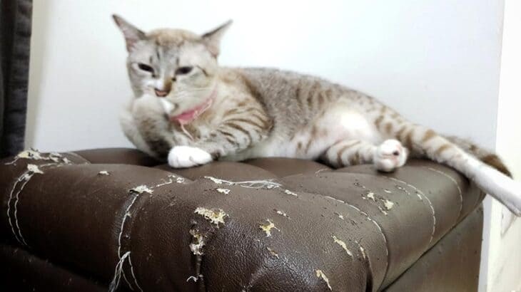 Không nên cho thú cưng leo lên ghế massage vì chúng có thể làm trầy xước bề mặt da của ghế