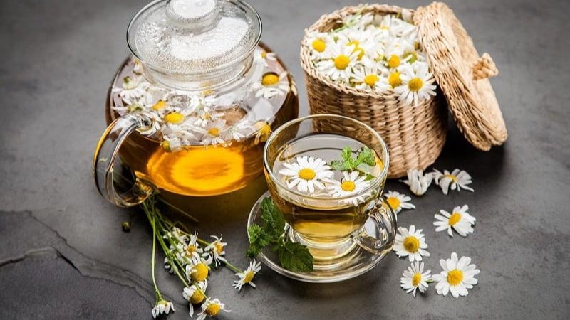 Trà hoa cúc có tác dụng hỗ trợ kháng khuẩn