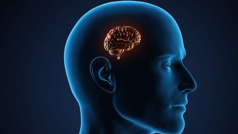 Sử dụng cỏ mỹ một thời gian khiến ảnh hưởng nghiêm trọng đến não bộ