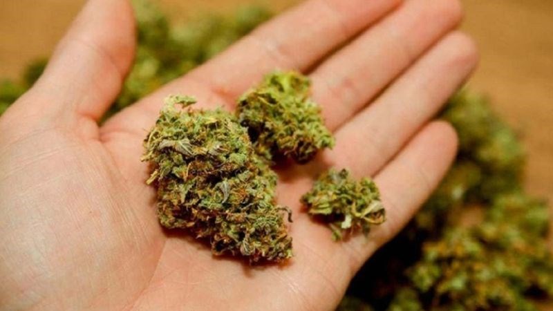 Cỏ mỹ được nhận định có mức độ nguy hiểm hơn cả cần sa