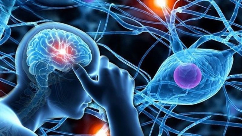 Hạt mã tiền giúp tăng cường trí nhớ và chữa các bệnh liên quan đến thần kinh