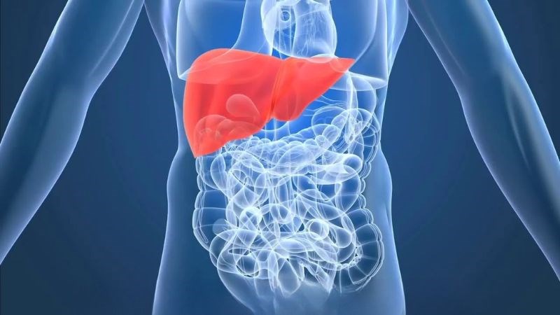 Trên hệ tiêu hóa, hạt mã tiền tăng bài tiết dịch vị giúp tiêu hóa thức ăn tốt hơn