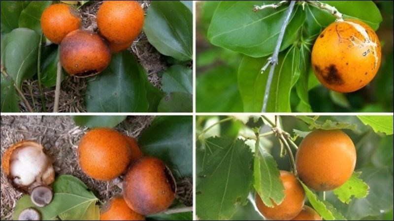 Hạt mã tiền chứa ancaloit, nếu dùng quá liều có thể gây ngộ độc
