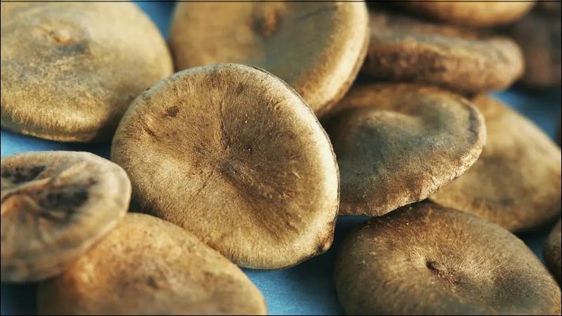 Hạt mã tiền chứa strychnin rất độc, liều gây tử vong là 0,5-1mg/kg thể trọng