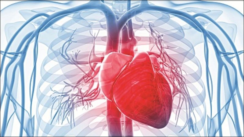 Hạt mã tiền có tác dụng làm tăng huyết áp, chữa các bệnh như suy tim, giãn cơ tim