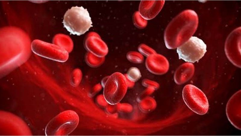 Hóa trị tấn công các tế bào tủy xương gây rối loạn các dòng tế bào máu