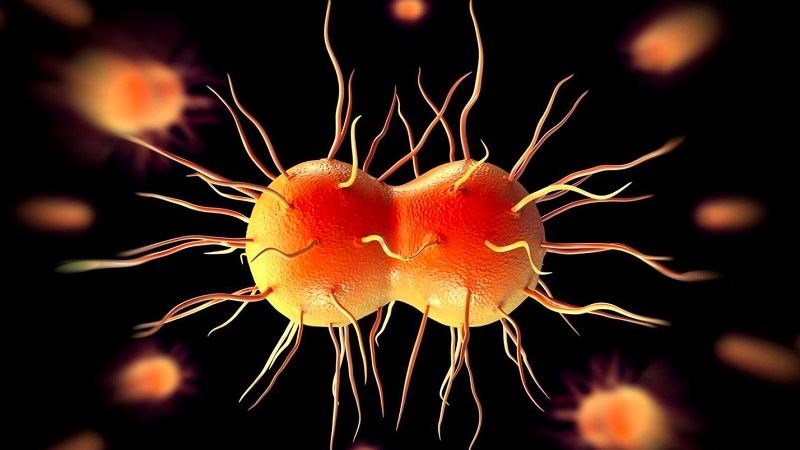 Bệnh lậu là một bệnh do vi khuẩn Neisseria gonorrhoeae gây ra