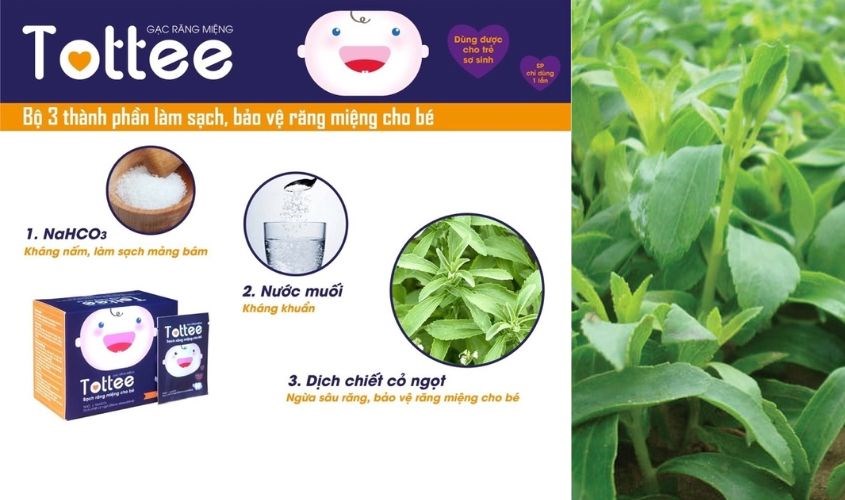 Các thành phần trong gạc răng miệng Tottee