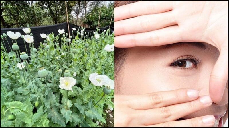 Cây thuốc phiện cung cấp kẽm và chất chống oxy hóa nên góp phần cải thiện thị lực