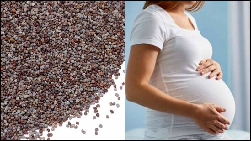 Hạt thuốc phiện đóng một vai trò quan trọng đối với việc sinh sản của phụ nữ