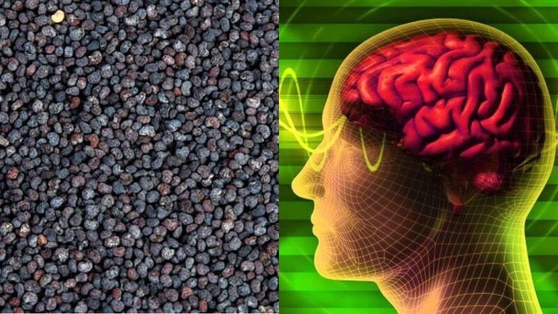 Hạt cây thuốc phiện chứa rất nhiều sắt giúp cải thiện chức năng nhận thức