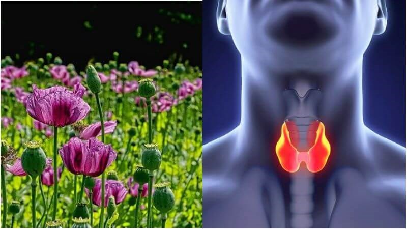 Kẽm có trong cây thuốc phiện rất quan trọng đối với hoạt động của tuyến giáp