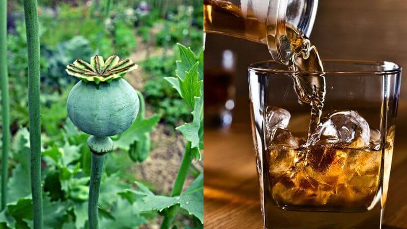 Cây thuốc phiện tương tác với các loại đồ uống có cồn