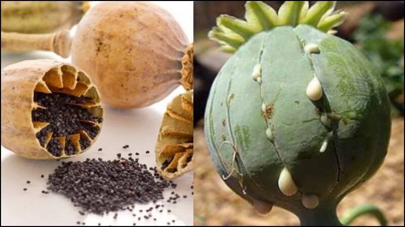 Cây thuốc phiện có các bộ phận dùng chính là hạt và nhựa