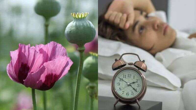 Cây thuốc phiện chữa mất ngủ và an thần nhờ hợp chất morphin