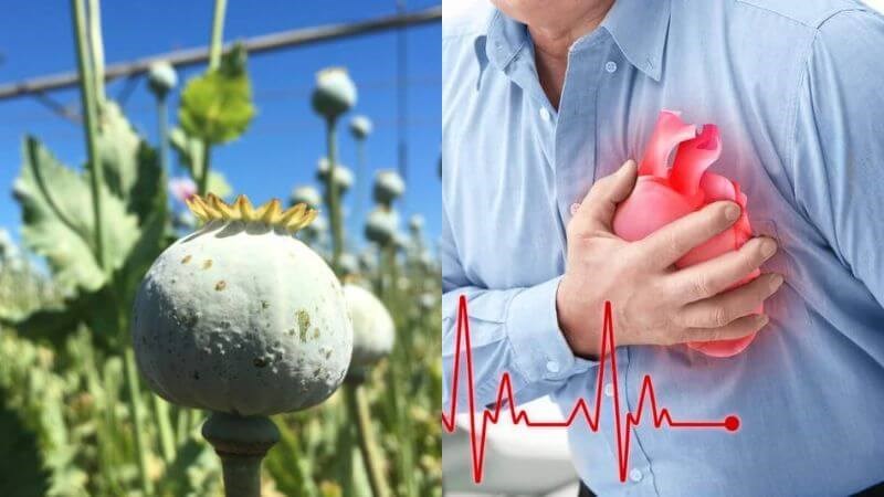 Hạt cây thuốc phiện giúp giảm nguy cơ mắc các bệnh tim mạch