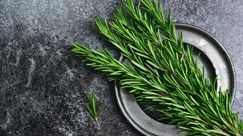 Tinh dầu hương thảo được chiết xuất từ lá cây hương thảo