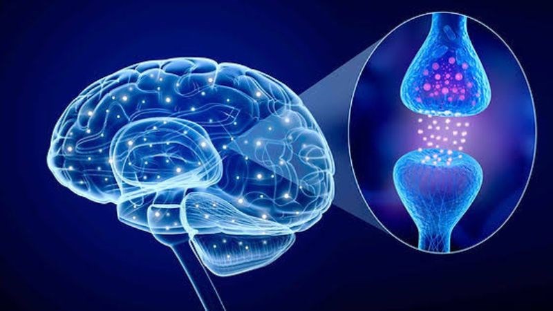 Tinh dầu hương thảo có khả năng ức chế sự truyền tín hiệu đau 