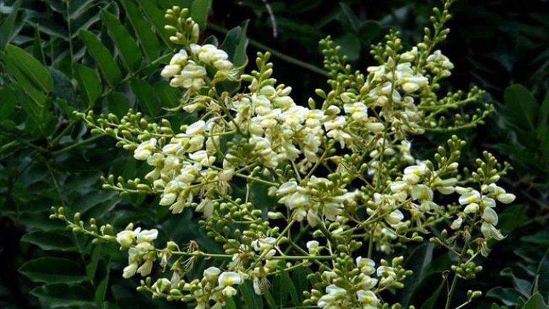 Hoa, nụ v&agrave; quả của c&acirc;y hoa h&ograve;e được sử dụng nhiều trong c&aacute;c b&agrave;i thuốc y học cổ truyền