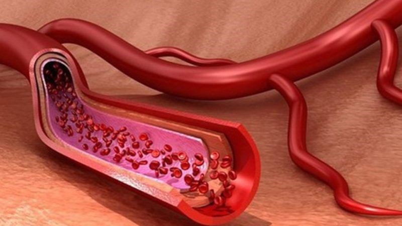 Hoa h&ograve;e chứa nhiều rutin, l&agrave; một chất gi&uacute;p bền th&agrave;nh mạch