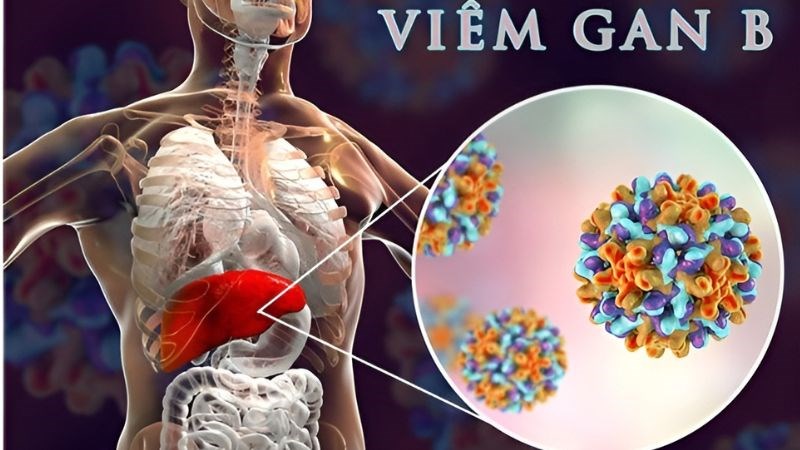 Tr&agrave; hoa h&ograve;e c&oacute; t&aacute;c dụng gi&uacute;p điều trị vi&ecirc;m gan si&ecirc;u vi B v&agrave; C
