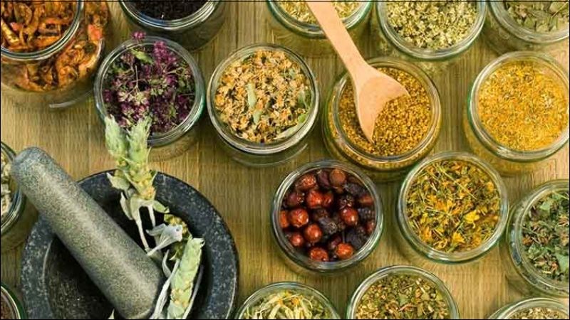 Hoa h&ograve;e gi&uacute;p l&agrave;m dịu đường ruột, chống nhiễm tr&ugrave;ng gi&uacute;p trị đại tiện ra m&aacute;u