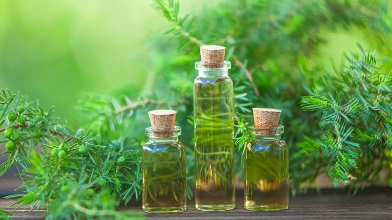 Dầu cây chè giúp loại bỏ vi khuẩn, bụi bẩn trong mắt bạn