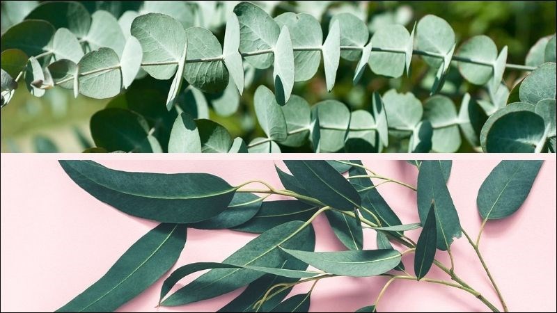 Loại khuynh diệp dùng chiết tinh dầu thường có lá hình lá lúa hoặc hình tròn