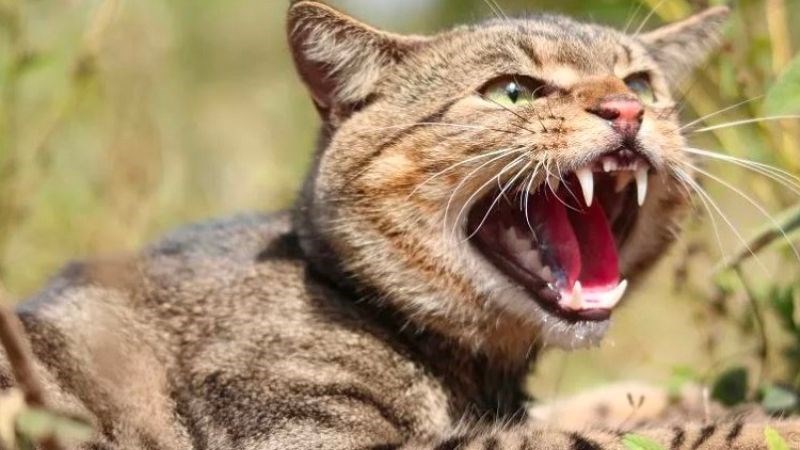 Nếu sức khoẻ của mèo thay đổi theo hướng tiêu cực thì nguy cơ mắc bệnh dại sẽ cao hơn
