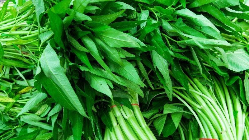 Ăn rau muống khi bị mèo cắn sẽ dễ để lại sẹo lồi