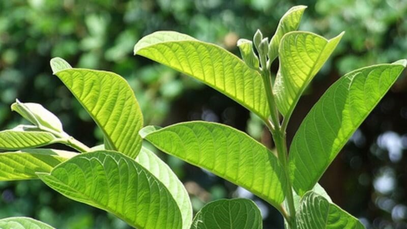 Nước sắc lá ổi giúp điều trị bệnh tiểu đường