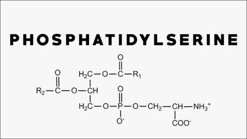 Phosphatidylserine hỗ trợ chức năng nhận thức của con người