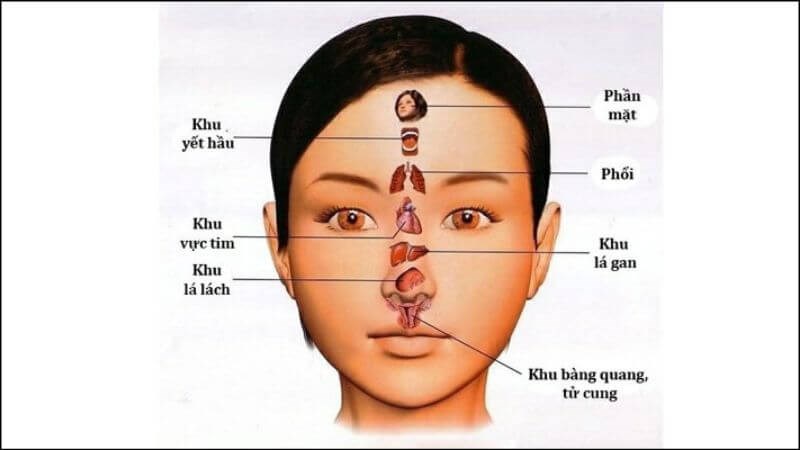 Khuôn mặt có thể được ví như một bản đồ tạng phủ giúp lương y chẩn đoán bệnh sớm