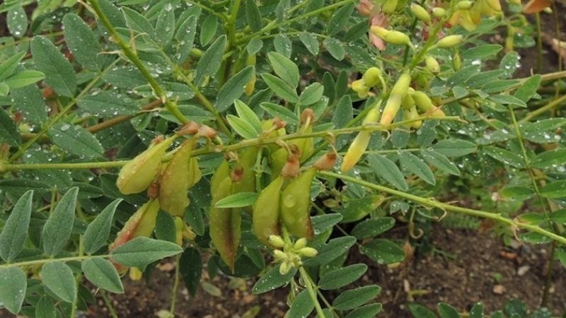 Hoàng kỳ là một loại cây sống lâu năm, có rễ cái dài và mọc sâu Hoàng kỳ là một loại cây sống lâu năm, có rễ cái dài và mọc sâu