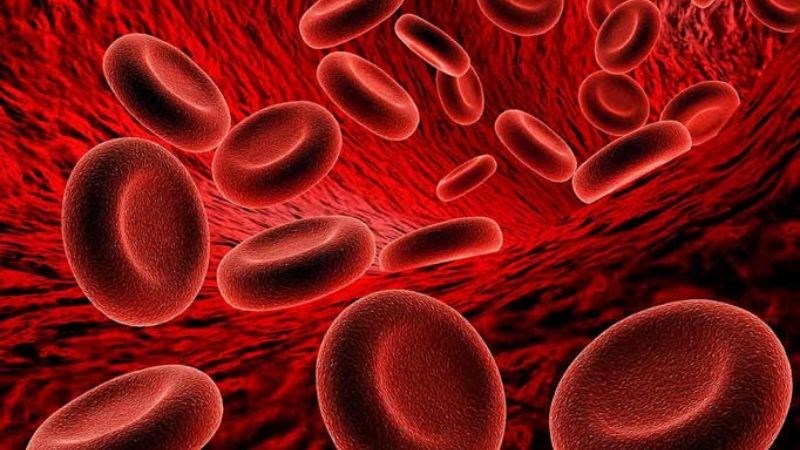 Hoàng kỳ giúp kích thích sản sinh hồng cầu Hoàng kỳ giúp kích thích sản sinh hồng cầu