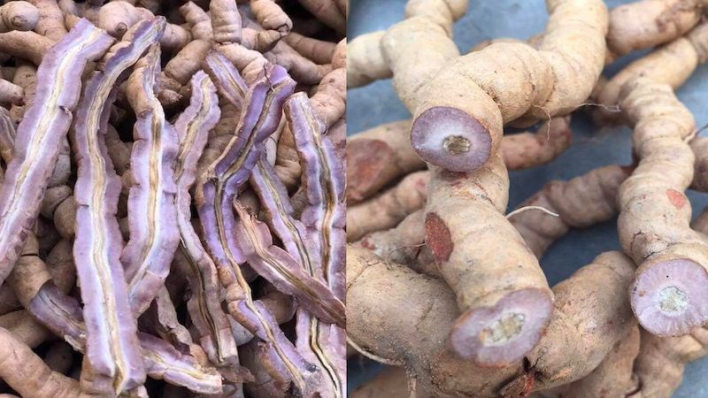 Rễ là bộ phận chính được dùng làm thuốc của ba kích