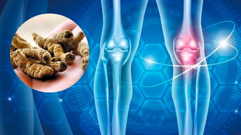 Ba kích mang lại hiệu quả cao trong việc cải thiện các bệnh lý về xương khớp