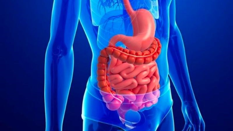 Dùng rượu ba kích để cung cấp cho đường ruột một lượng vi sinh có lợi