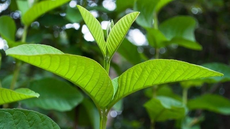 Lá ổi có thể giúp làm dịu ê buốt