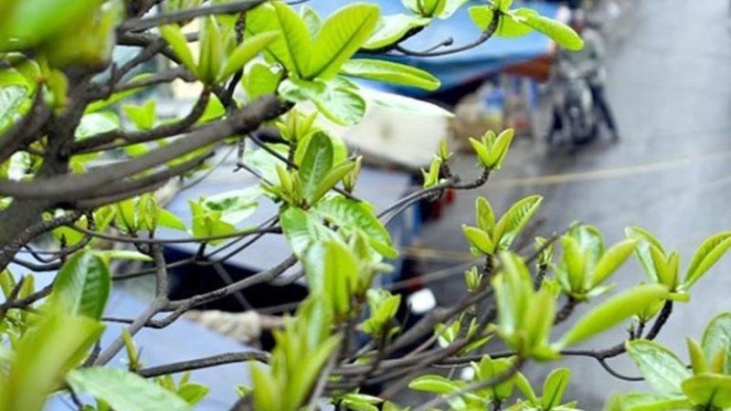 Lá bằng non hiệu quả trong điều trị sâu răng, viêm lợi