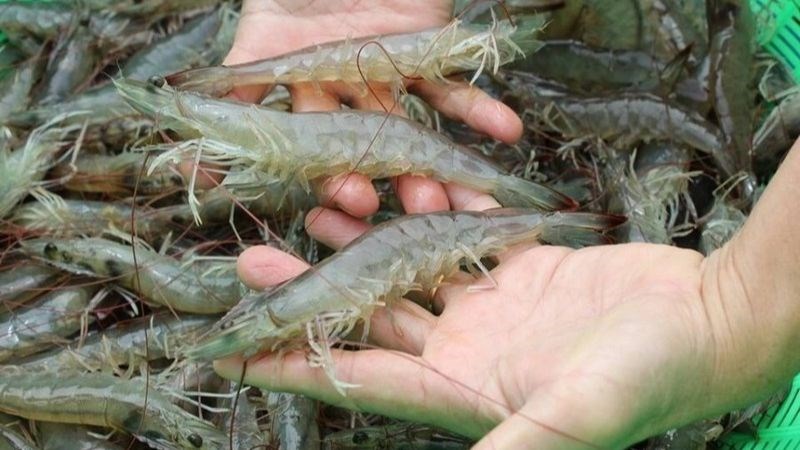 Bạn nên chọn mua tôm còn sống để mang lại lợi ích cho sức khoẻ