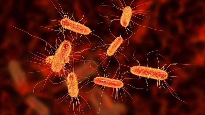 Ăn tôm có thể bị nhiễm khuẩn E.coli