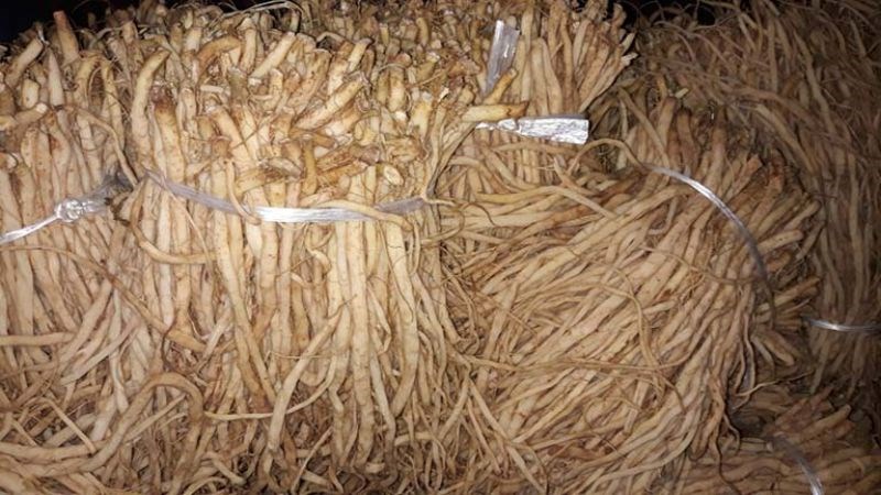 Bạn có thể dùng ngưu tất sống hoặc chín với liều dùng là 6 - 12g